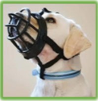 Picture of a dog wearing a muzzle approved by Auckland Transport