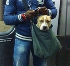 Unapproved pet carriers