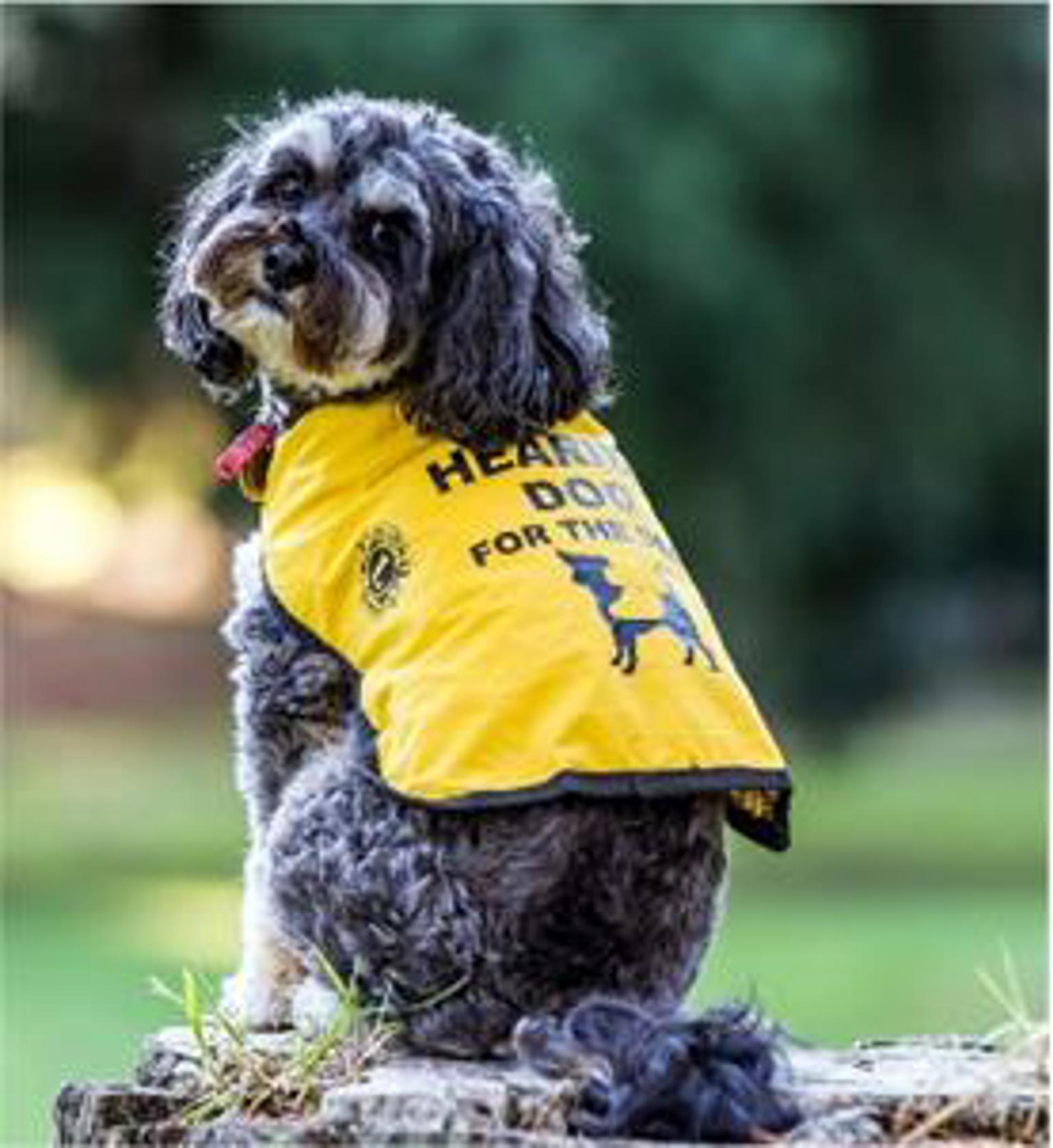 Image showing hearing dogs for deaf people wearing yellow vest for identification. 