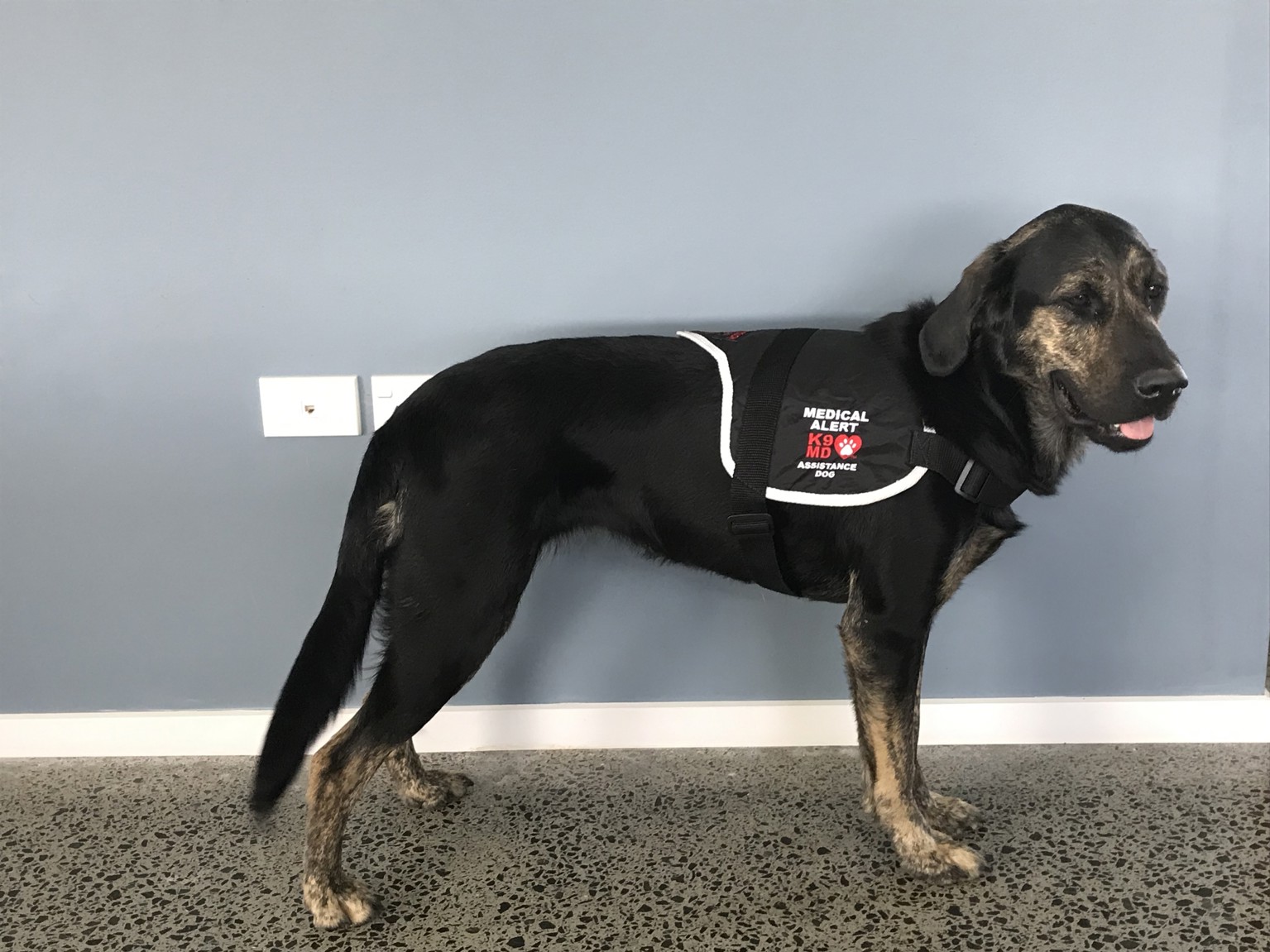 Image showing K9 Medical Detection New Zealand - Disability assist dog in black vest.